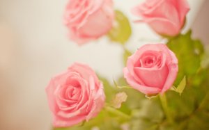 flower-pastel-pink-rose-rose-soft-colors-Favim_com-169249