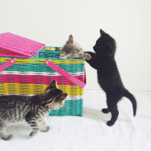 6a00d8341c6a0853ef01a3fd1bcc6b970b-800wi