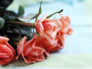 FreeGreatPicture.com-23737-flowers-photo