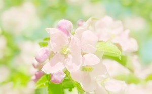 FreeGreatPicture.com-29913-flowers