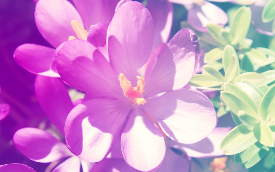 FreeGreatPicture.com-31274-floral-wallpaper